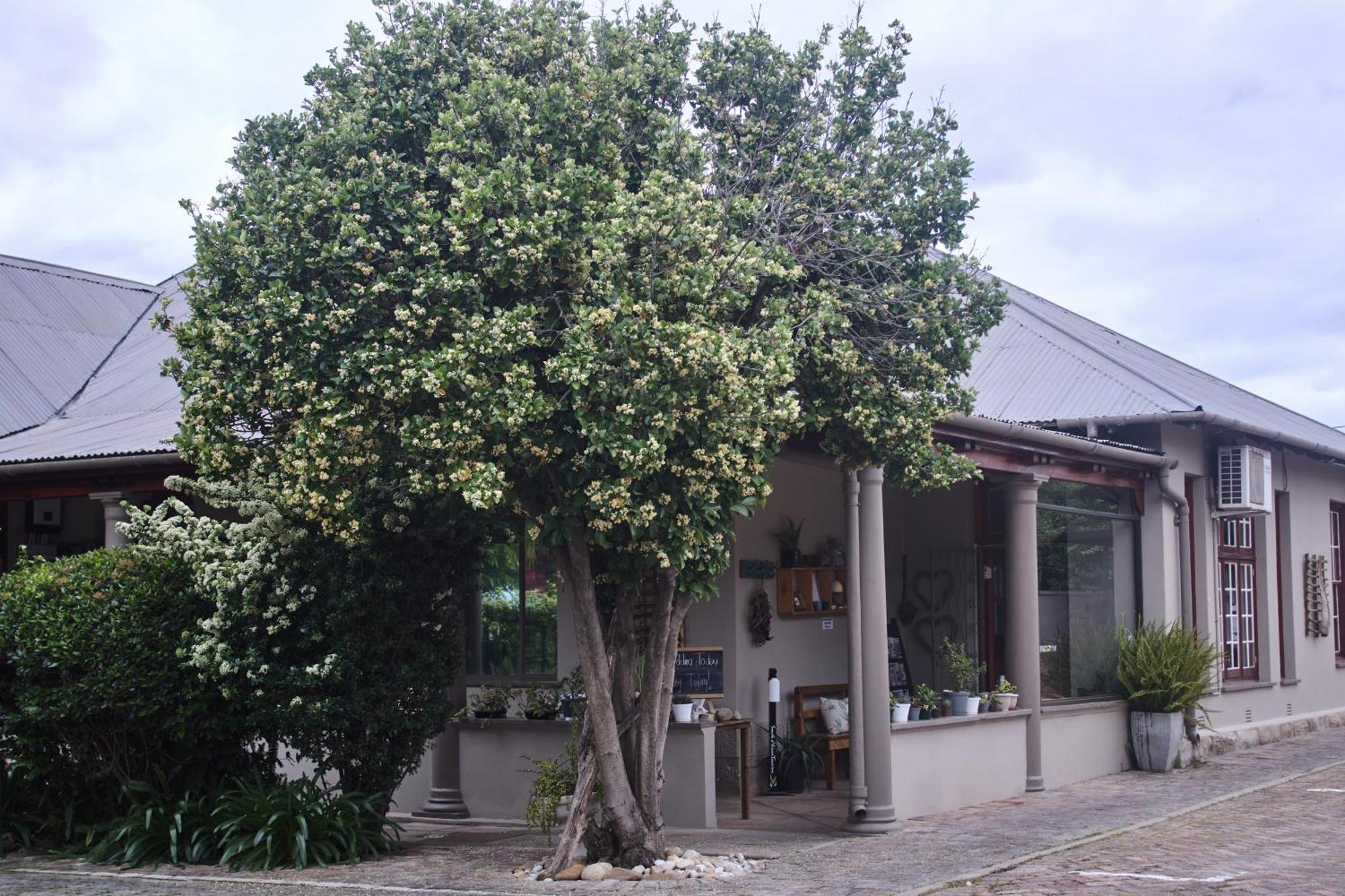 De Akker Guest House Oudtshoorn Dış mekan fotoğraf